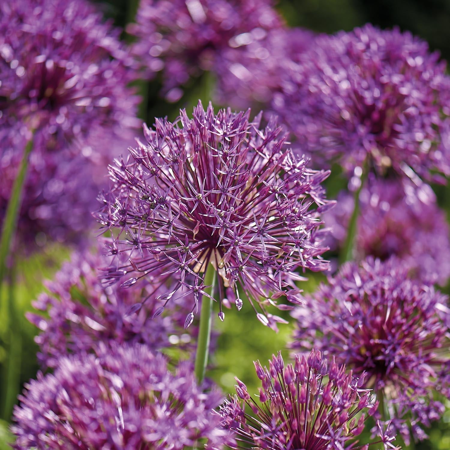 Allium, Zierlauch 'Purple Rain'