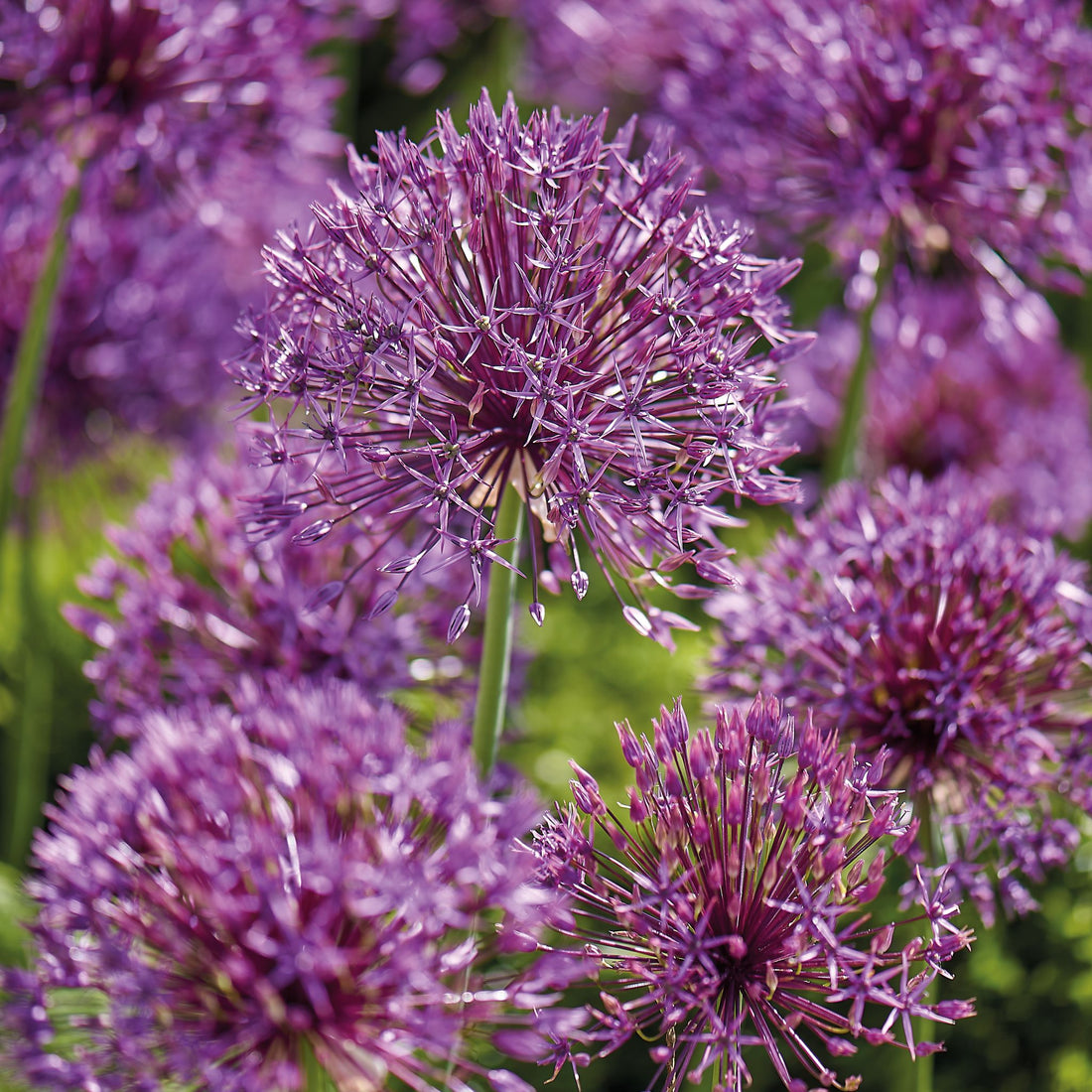 Allium, Zierlauch 'Purple Rain'