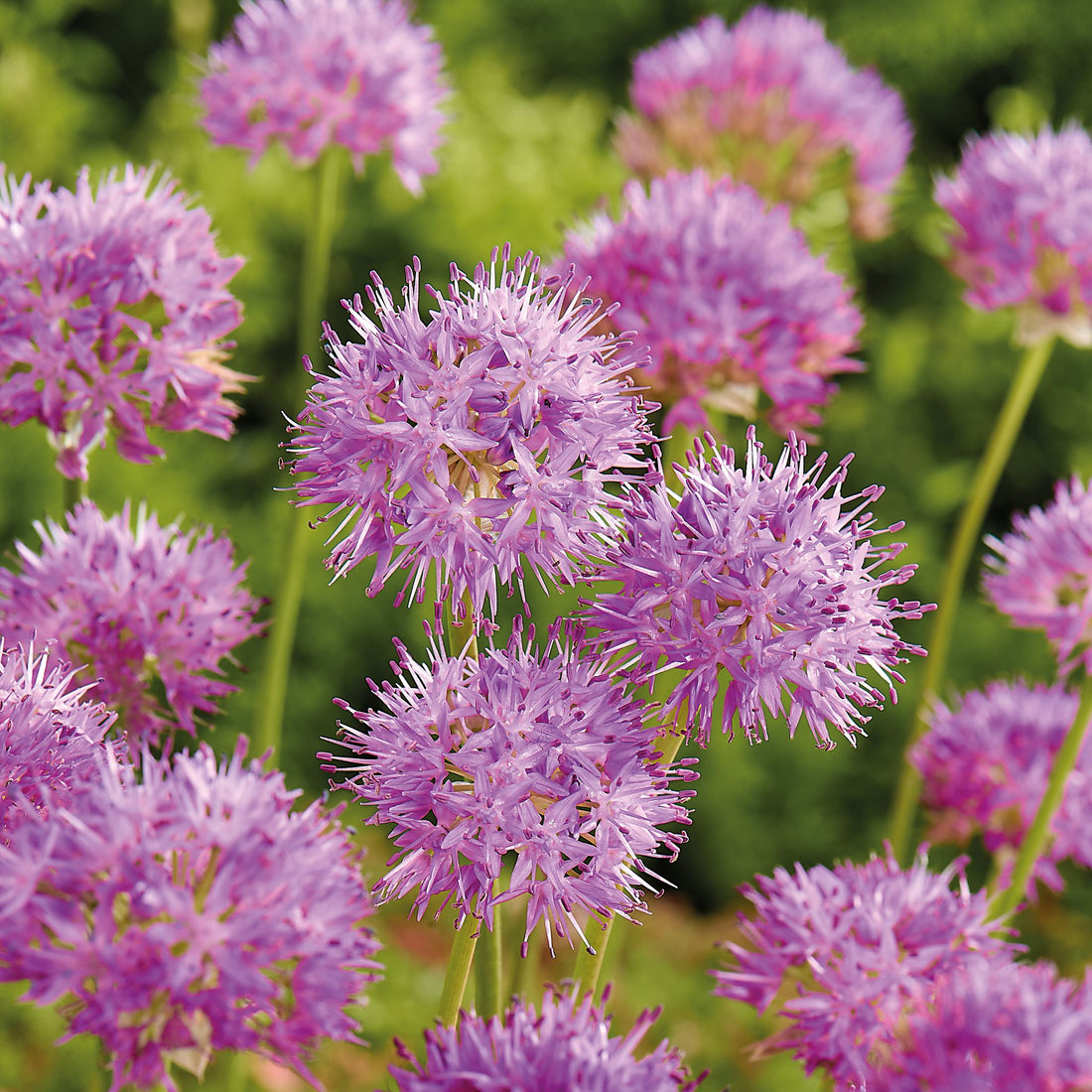Allium, Zierlauch 'Rosy Dream'