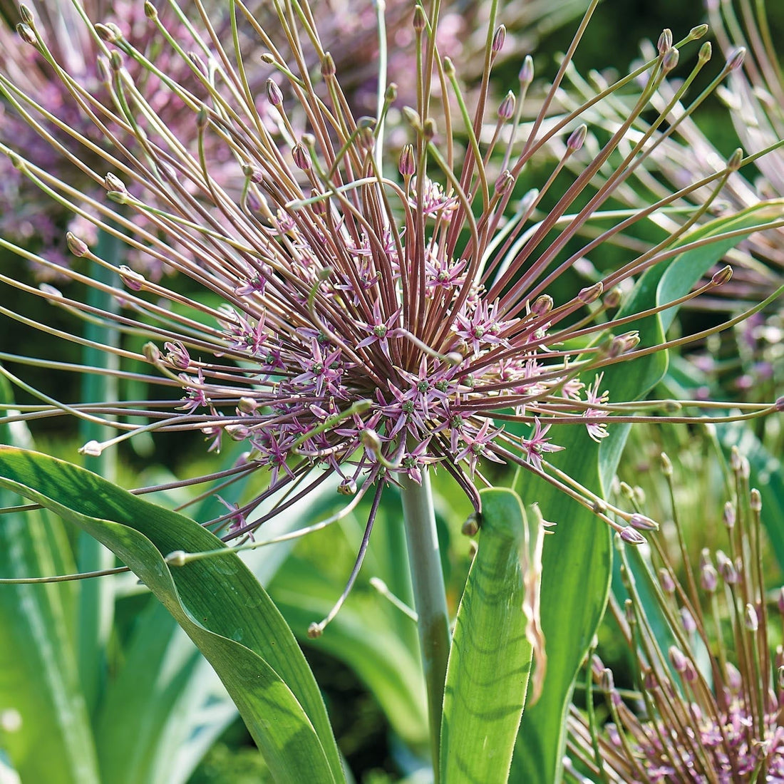 Allium, Zierlauch 'Schubertii'