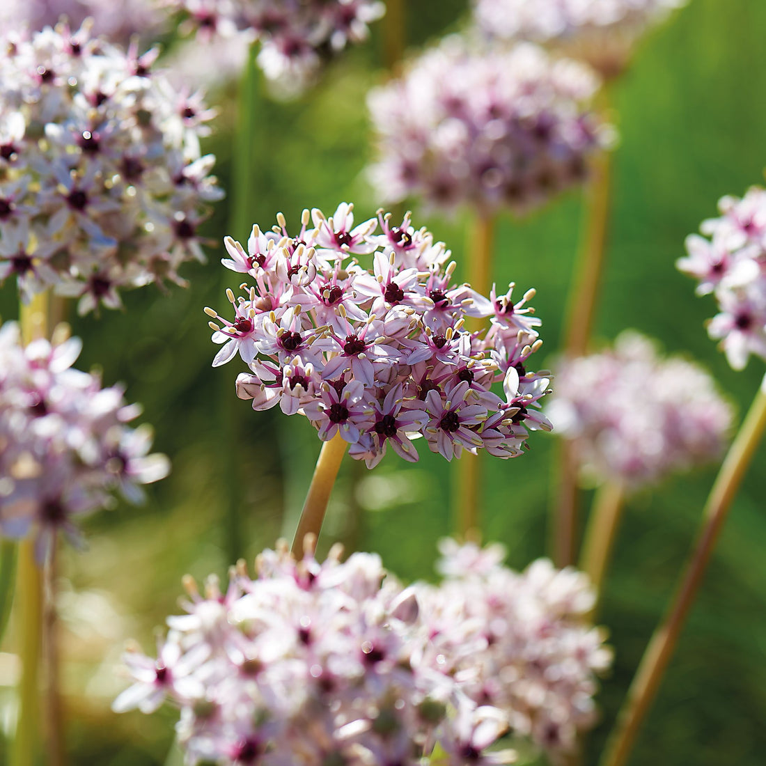 Allium, Zierlauch 'Silver Spring'