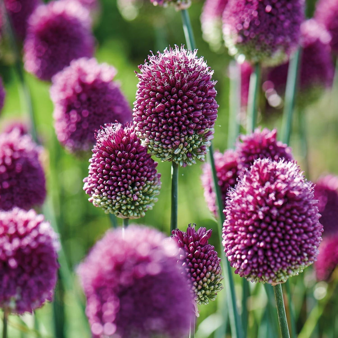 Allium, Zierlauch 'Sphaerocephalon'