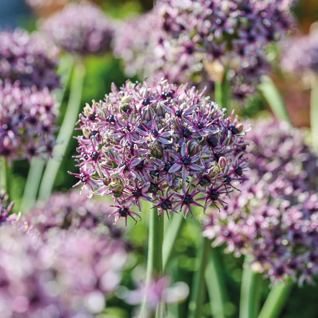 Allium, Zierlauch 'Starlight'