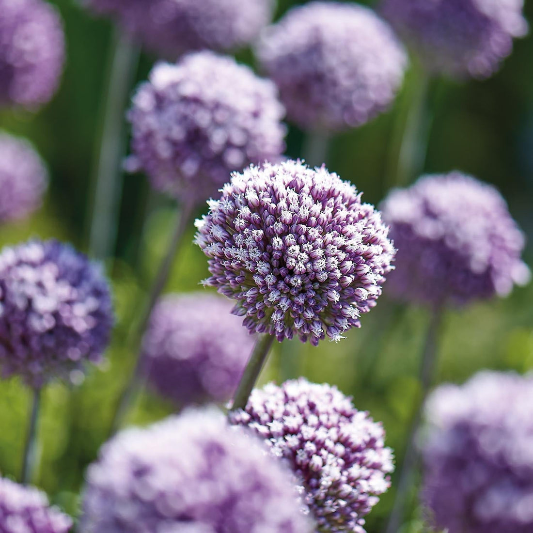 Allium, Zierlauch 'Summer Drummer'