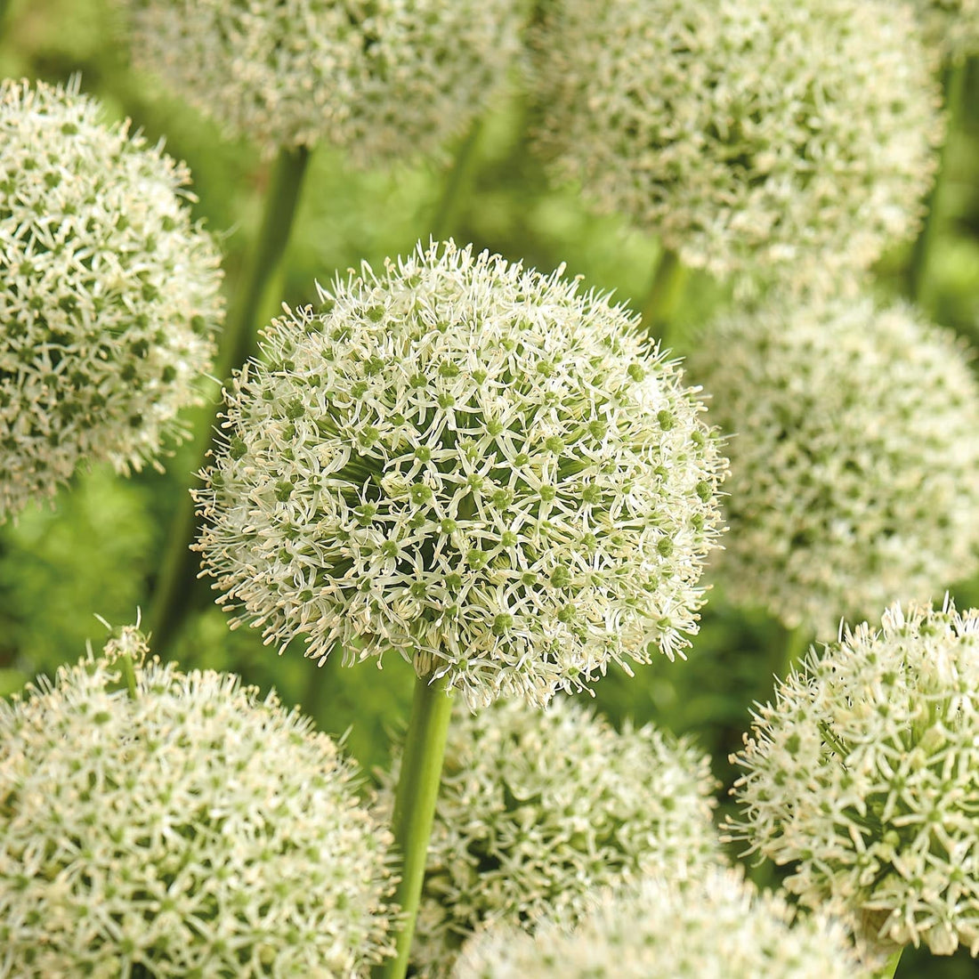 Allium, Zierlauch 'White Giant'