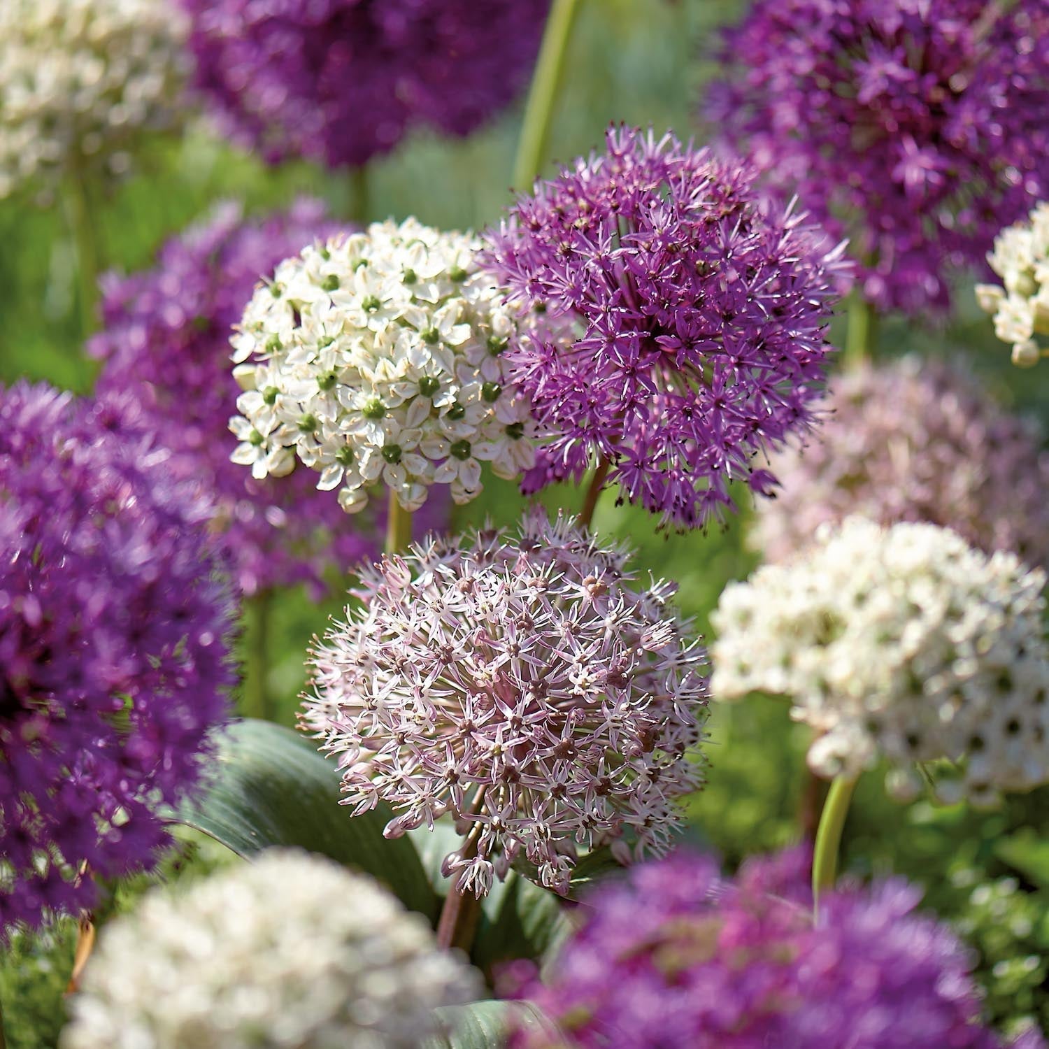 Alliummischung 'Large Mixed'