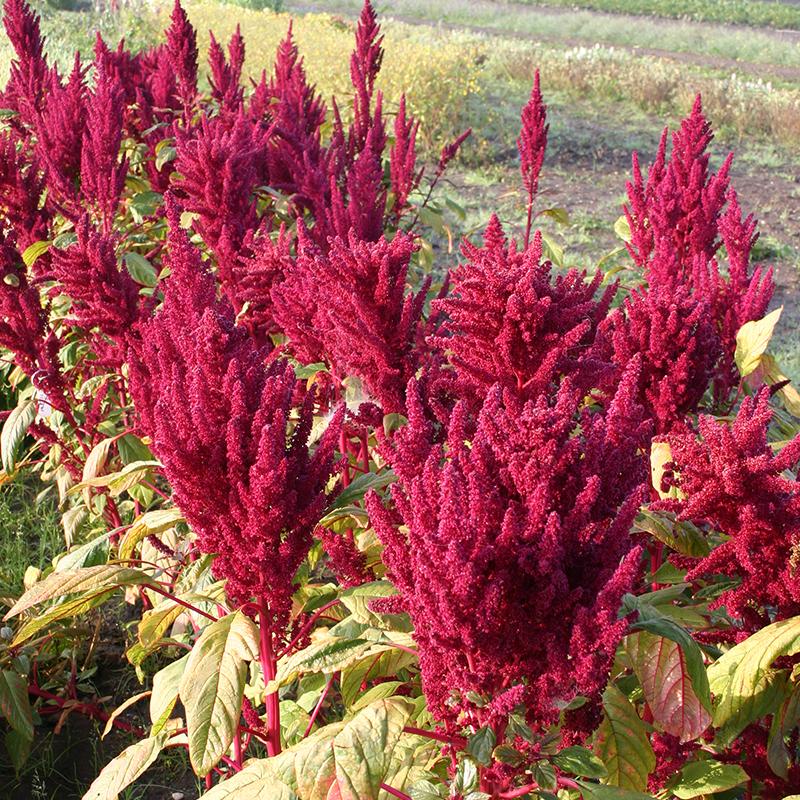 Amaranth Samen 'Prince's Feather' - 300 Biosamen