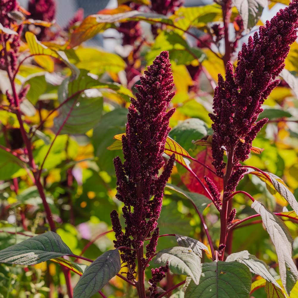 Amaranth Samen 'Prince's Feather' - 300 Biosamen
