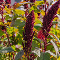 Amaranth Samen 'Prince's Feather' - 300 Biosamen