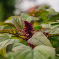 Amaranth Samen 'Prince's Feather' - 300 Biosamen