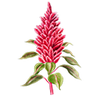 Blumensamen