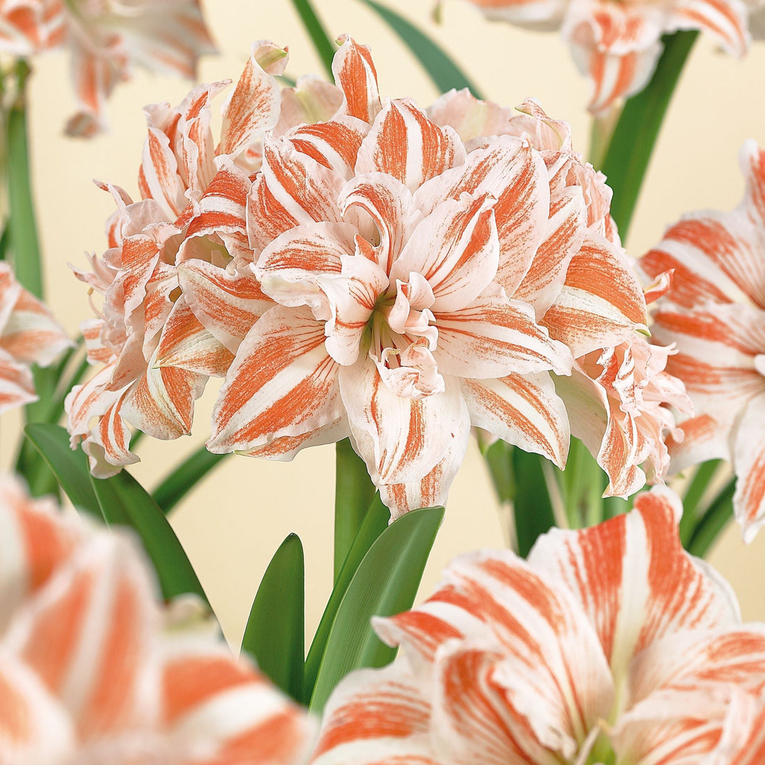 Amaryllis, Hippeastrum 'Dancing Queen'