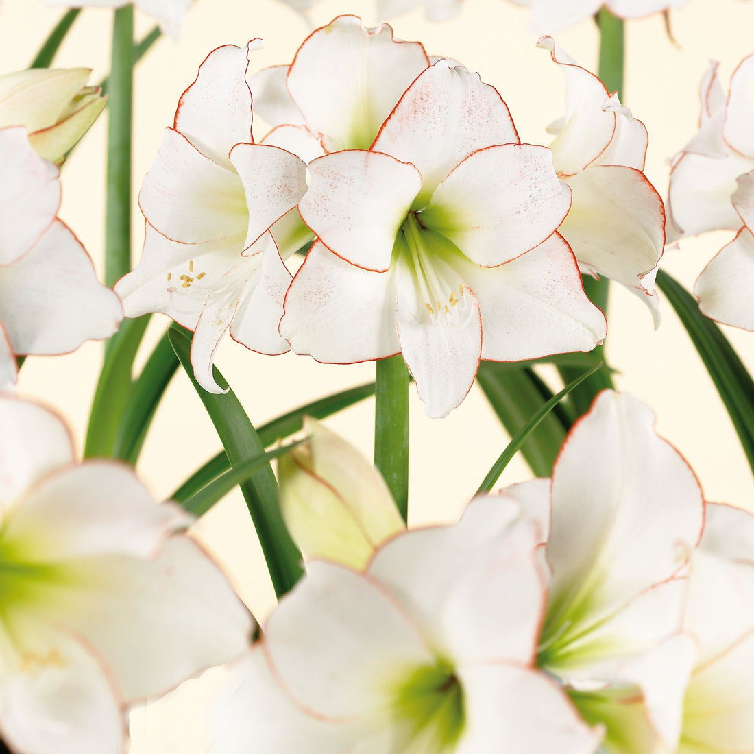 Amaryllis, Hippeastrum 'Picotee'
