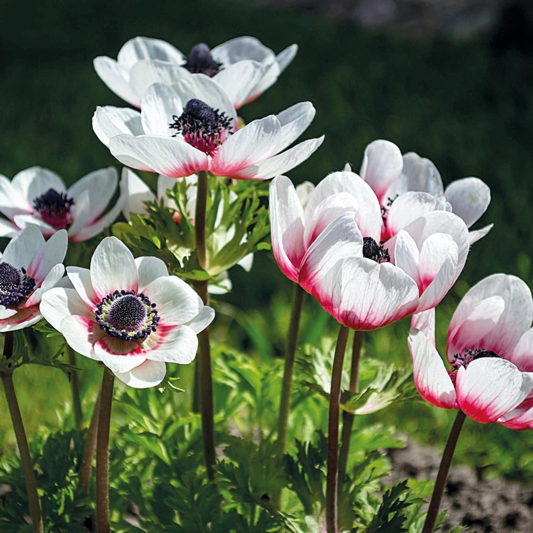 Anemone 'Duet'