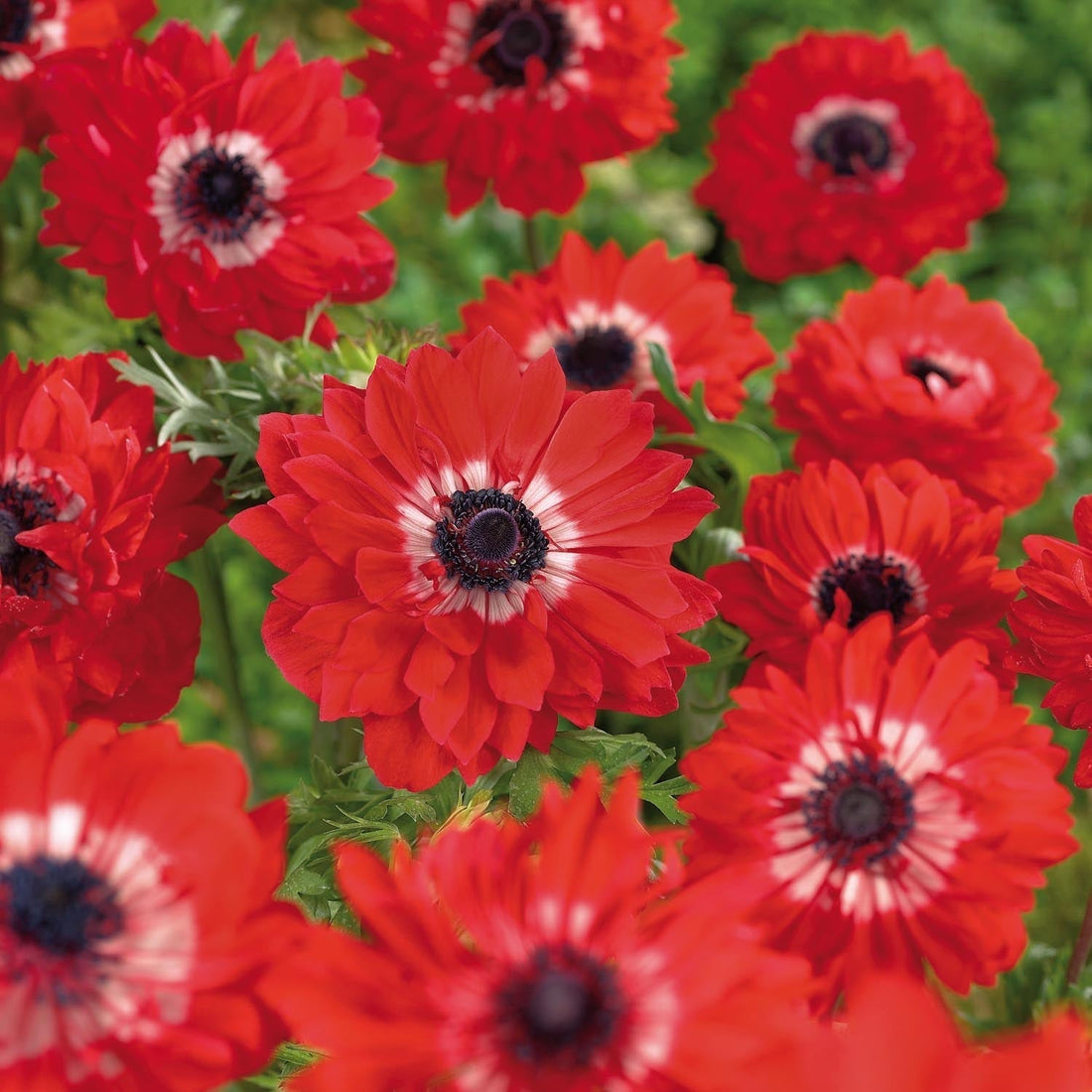 Anemone 'The Governor'
