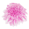 Anemonenblütige