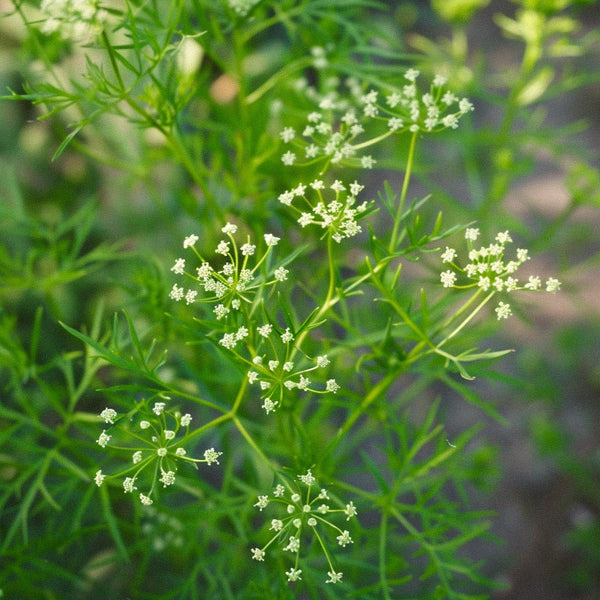 Anissamen | Gemüse