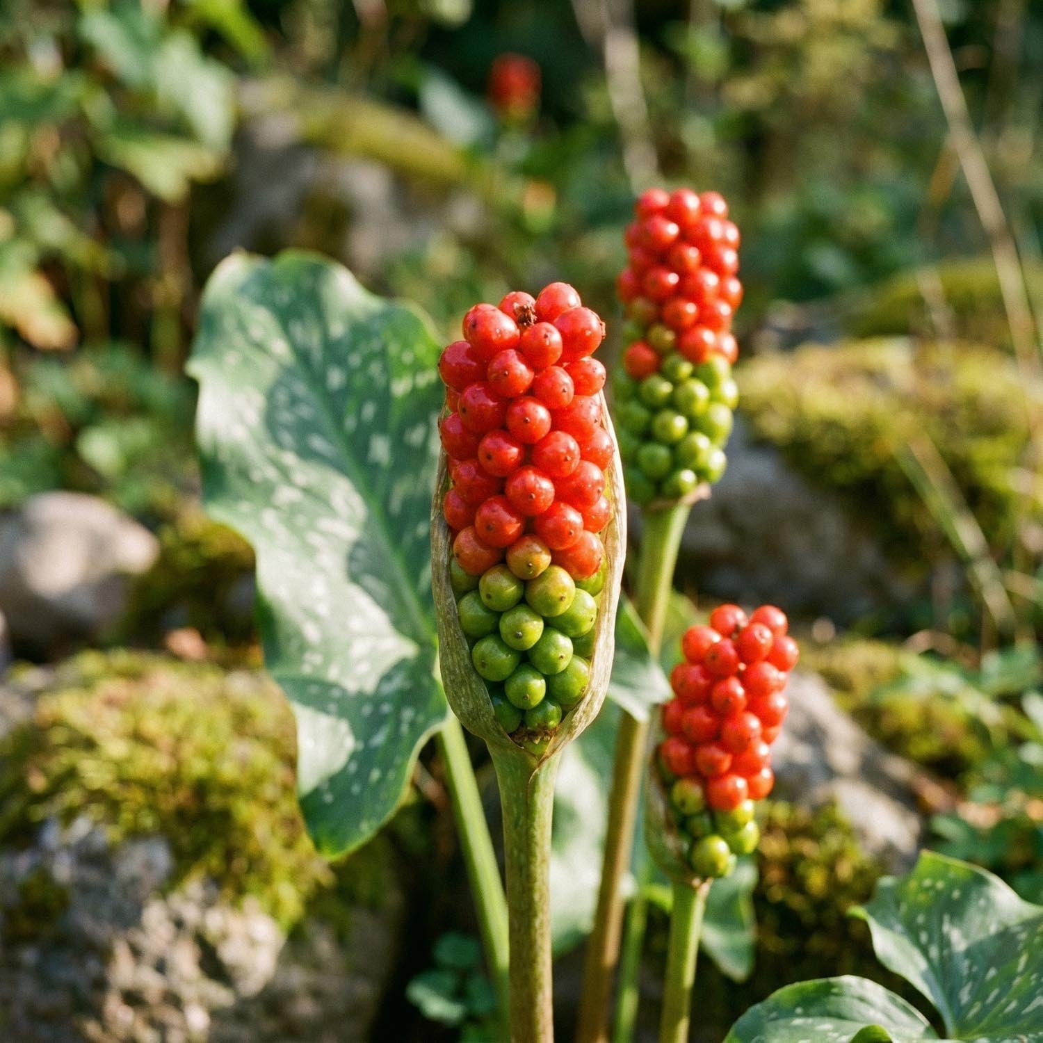 Aronstab, Arum 'Italicum'