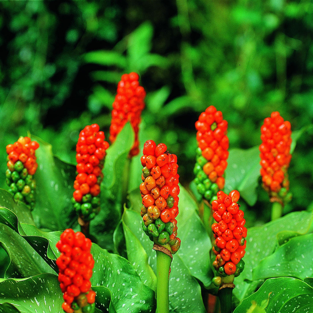 Aronstab, Arum 'Italicum'