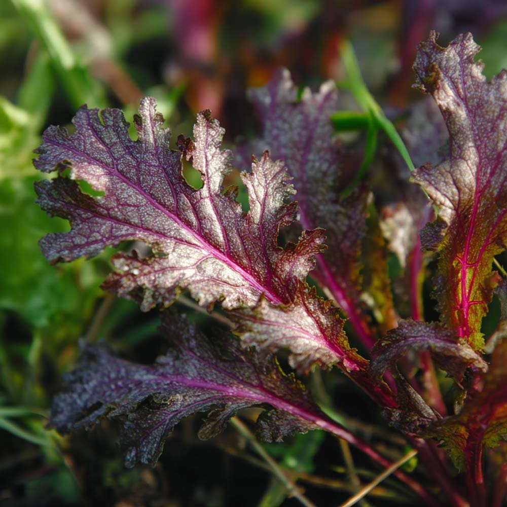 Asiasalat Samen 'Rouge metis' - 180 Biosamen