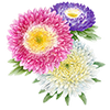 Blumensamen