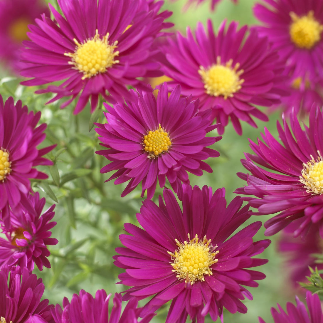 Astern 'Crimson Brocade'
