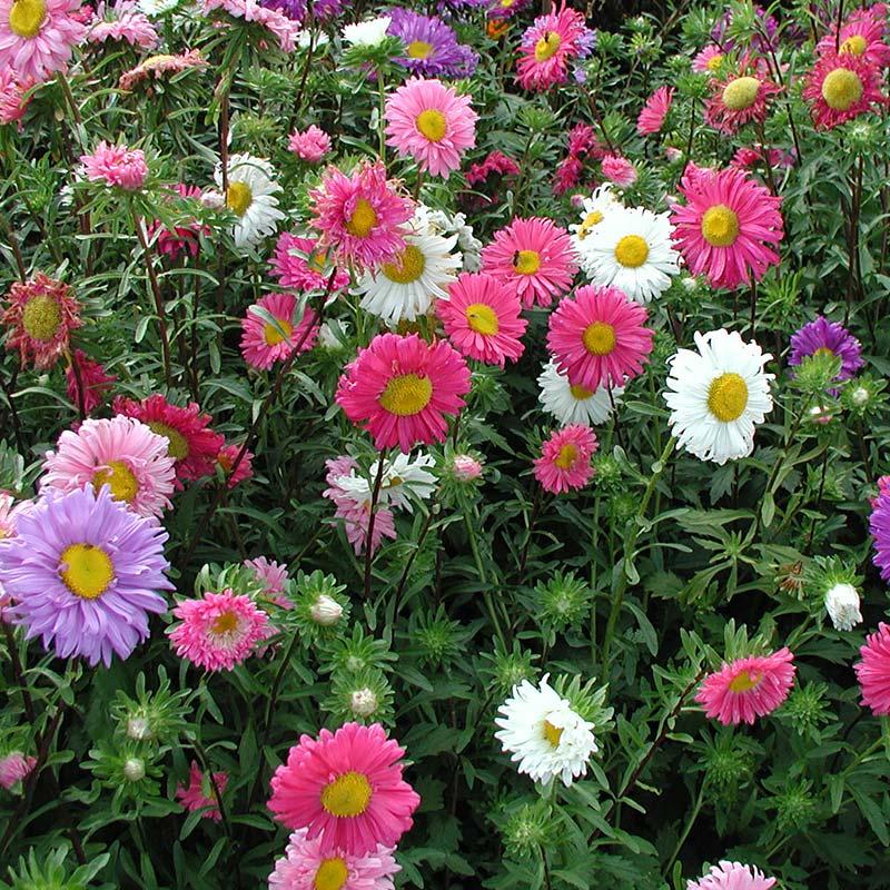 Astern Samen 'Single - flowered' - 125 Biosamen