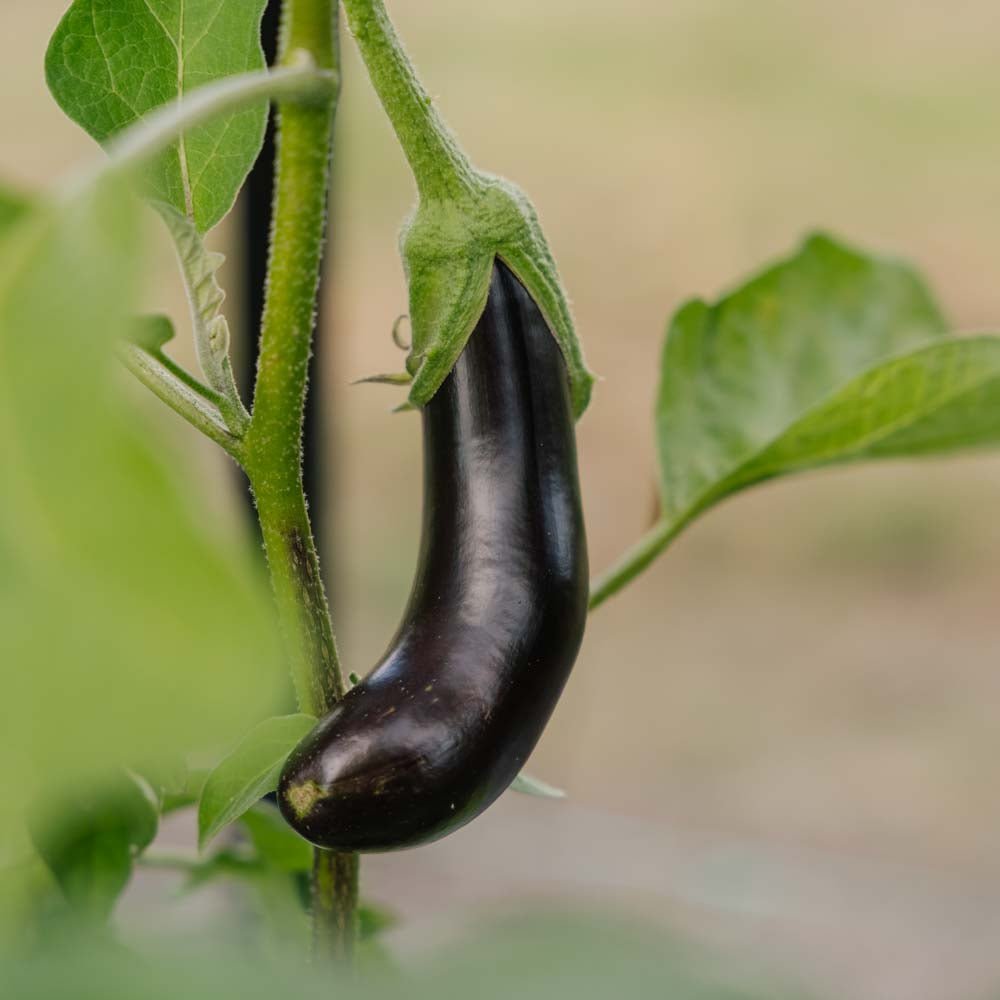 Auberginensamen 'Violetta Lunga 3' - 20 Biosamen
