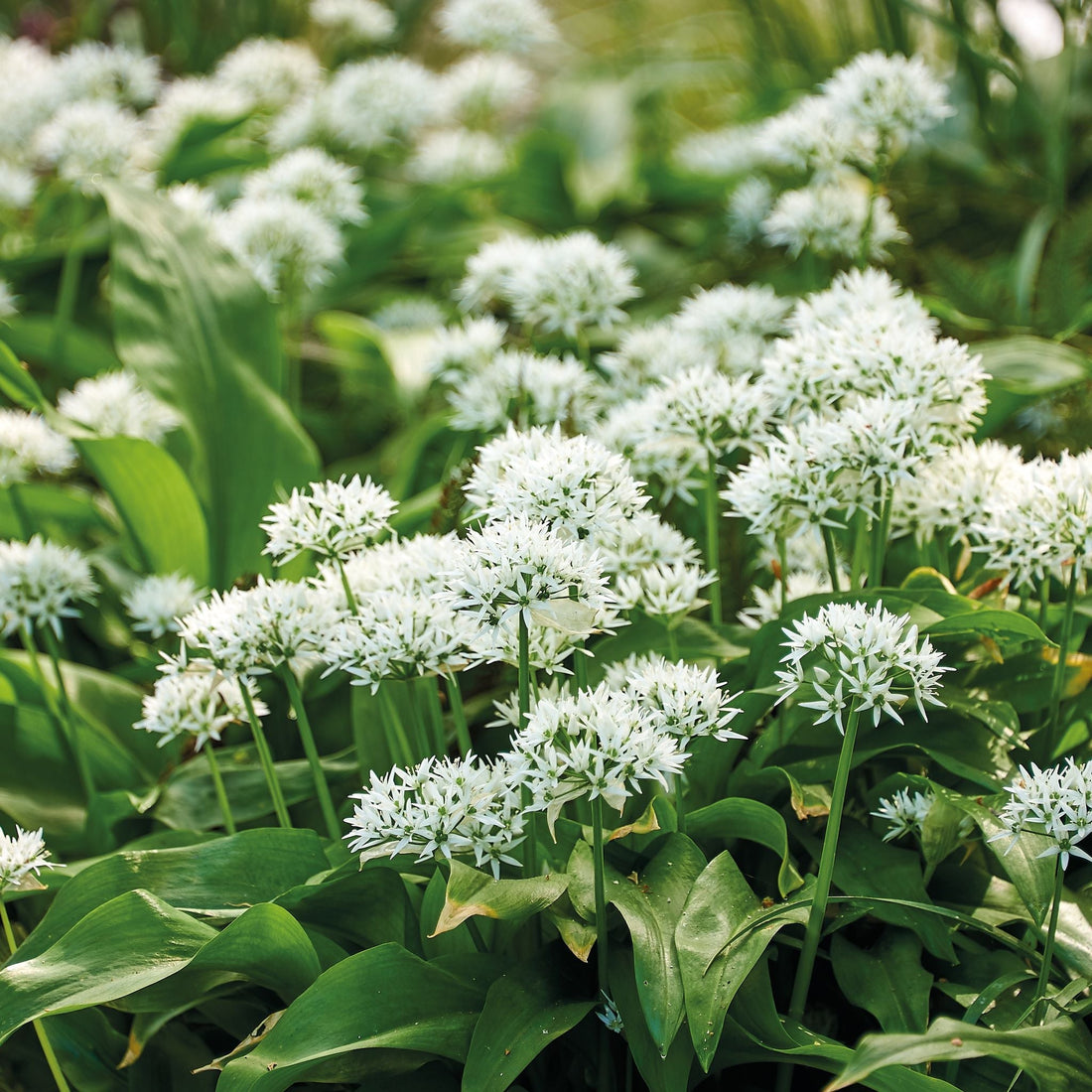 Bärlauch, Allium 'Ursinum'
