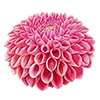 Ball
