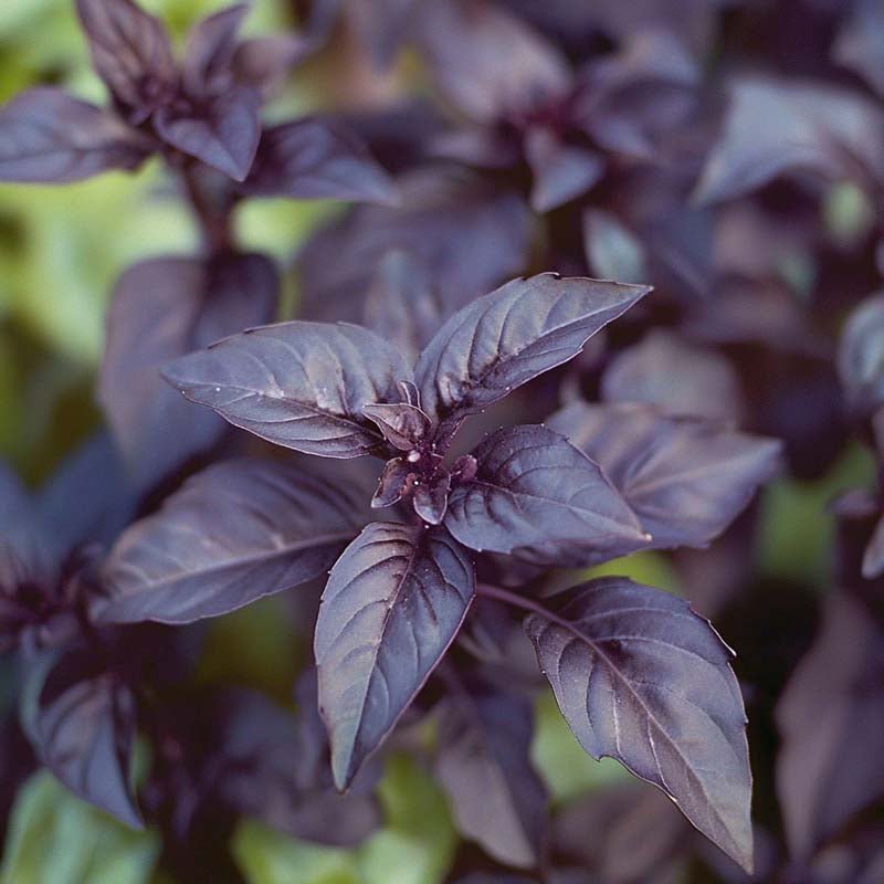 Basilikum frø 'Dark opal' - 120 Økologiske Frø