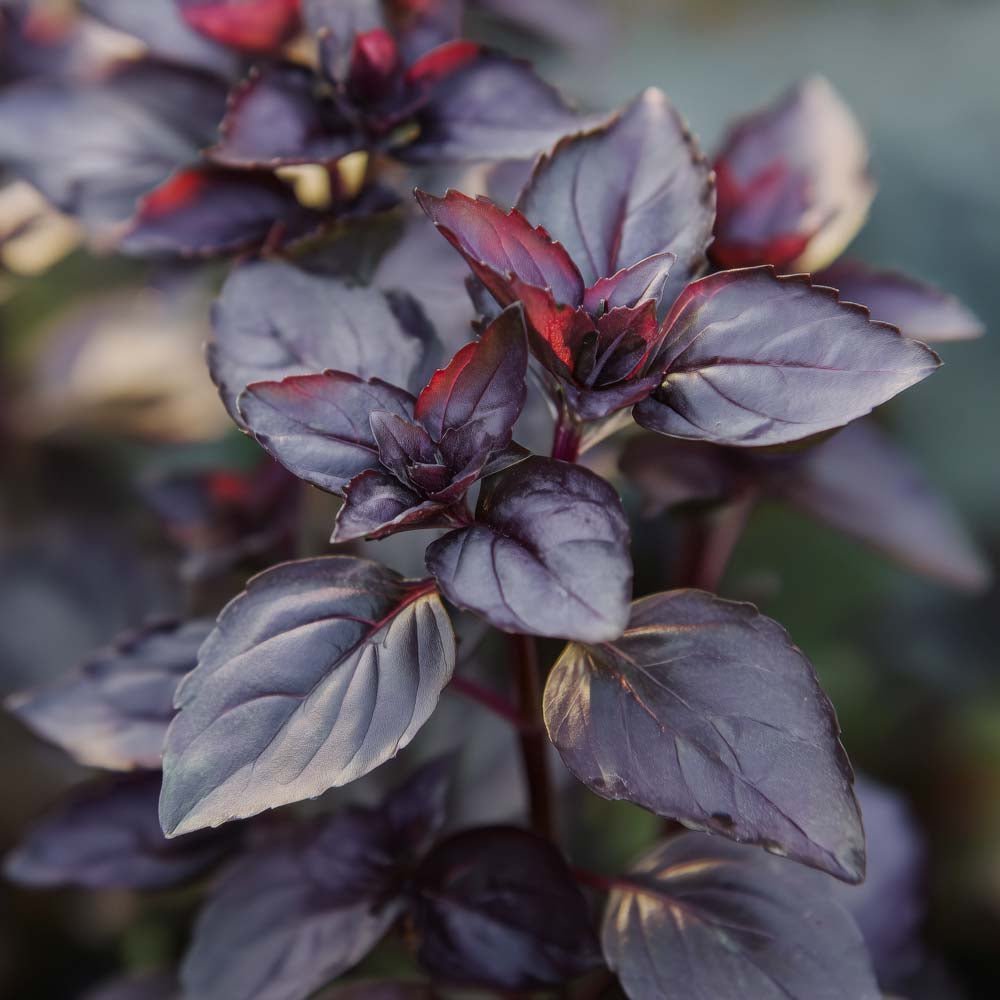 Basilikum Samen 'Dark opal' - 120 Biosamen