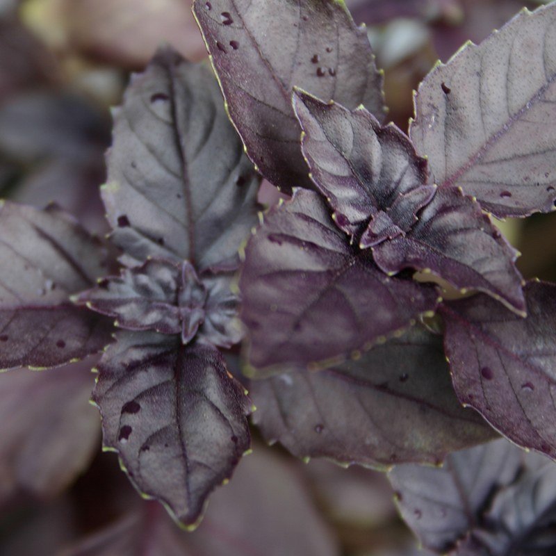 Basilikum Samen 'Dark opal' - 120 Biosamen