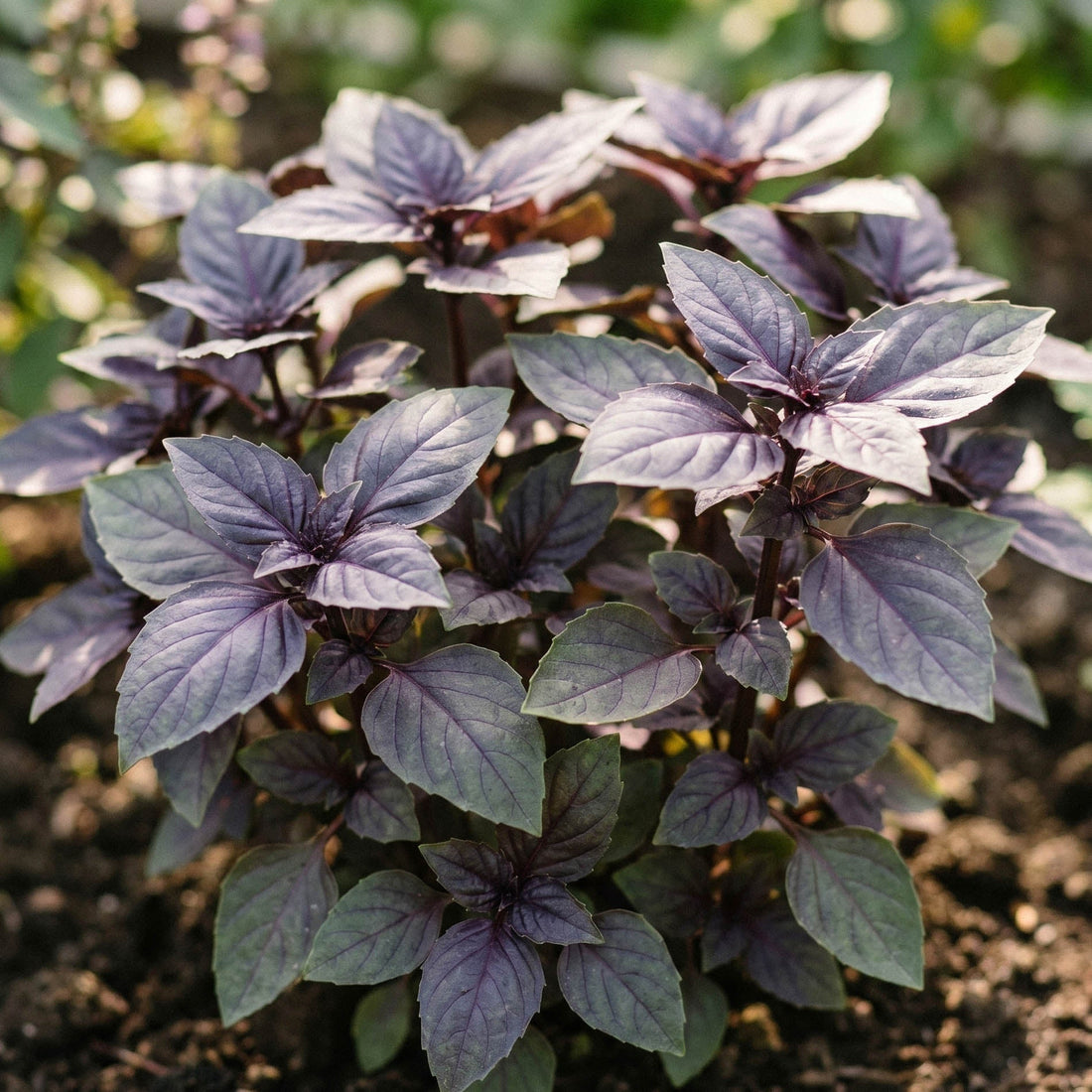 Basilikumsamen 'Red basil' - 180 Biosamen