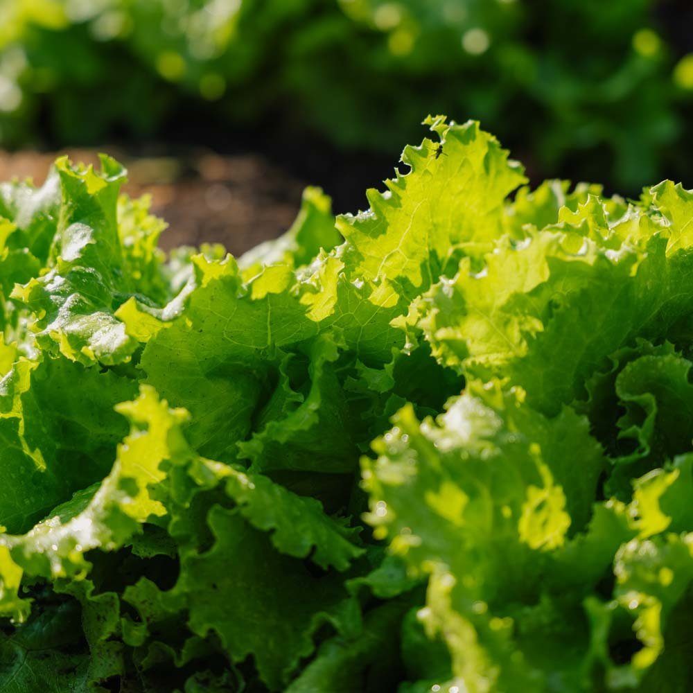 Batavia Salat Samen 'Blonde de Paris' - 200 Biosamen