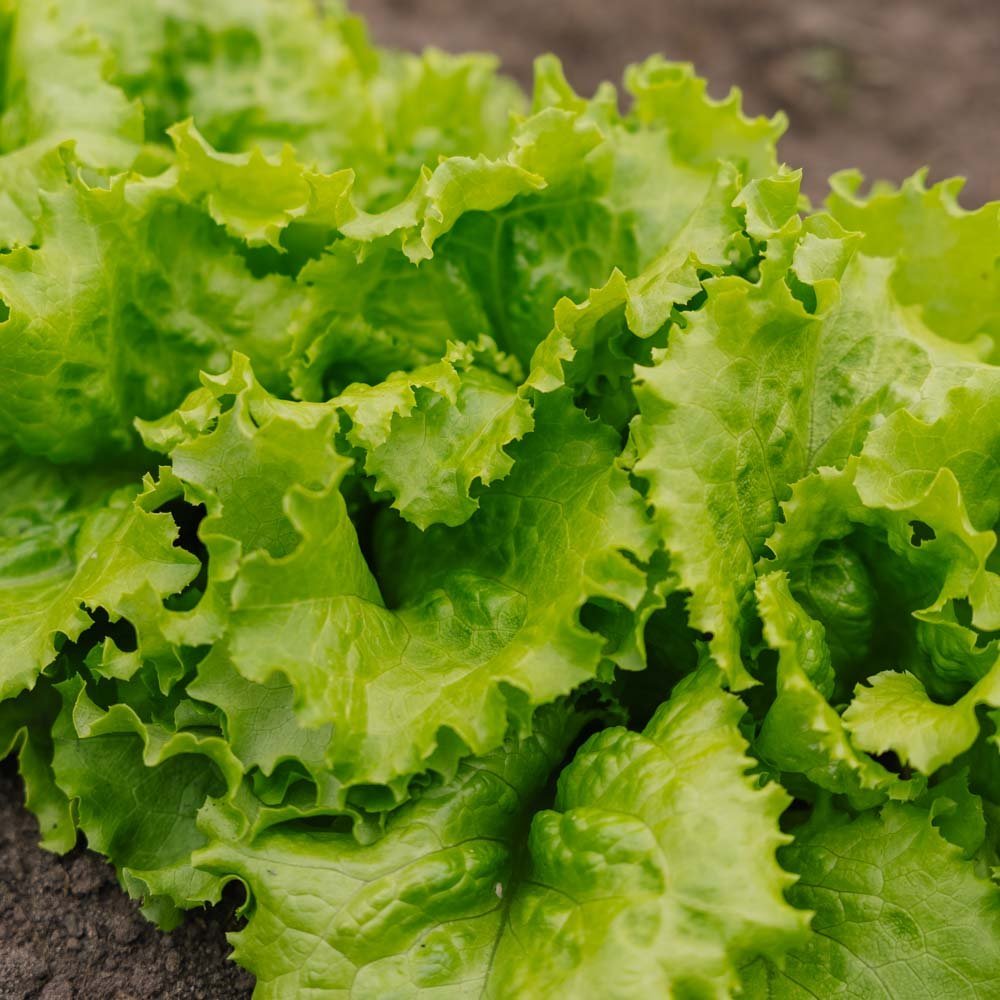 Batavia Salat Samen | Gemüse