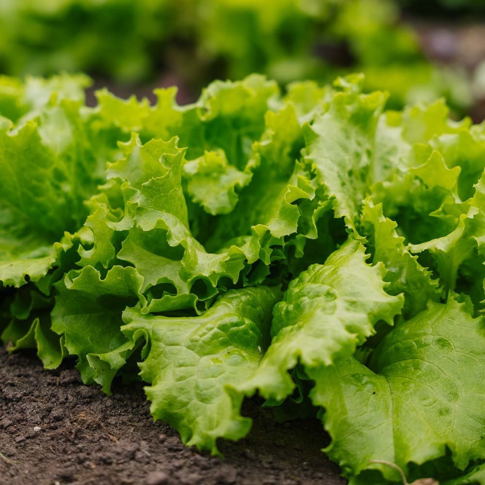 Batavia Salat Samen 'Blonde de Paris' - 200 Biosamen