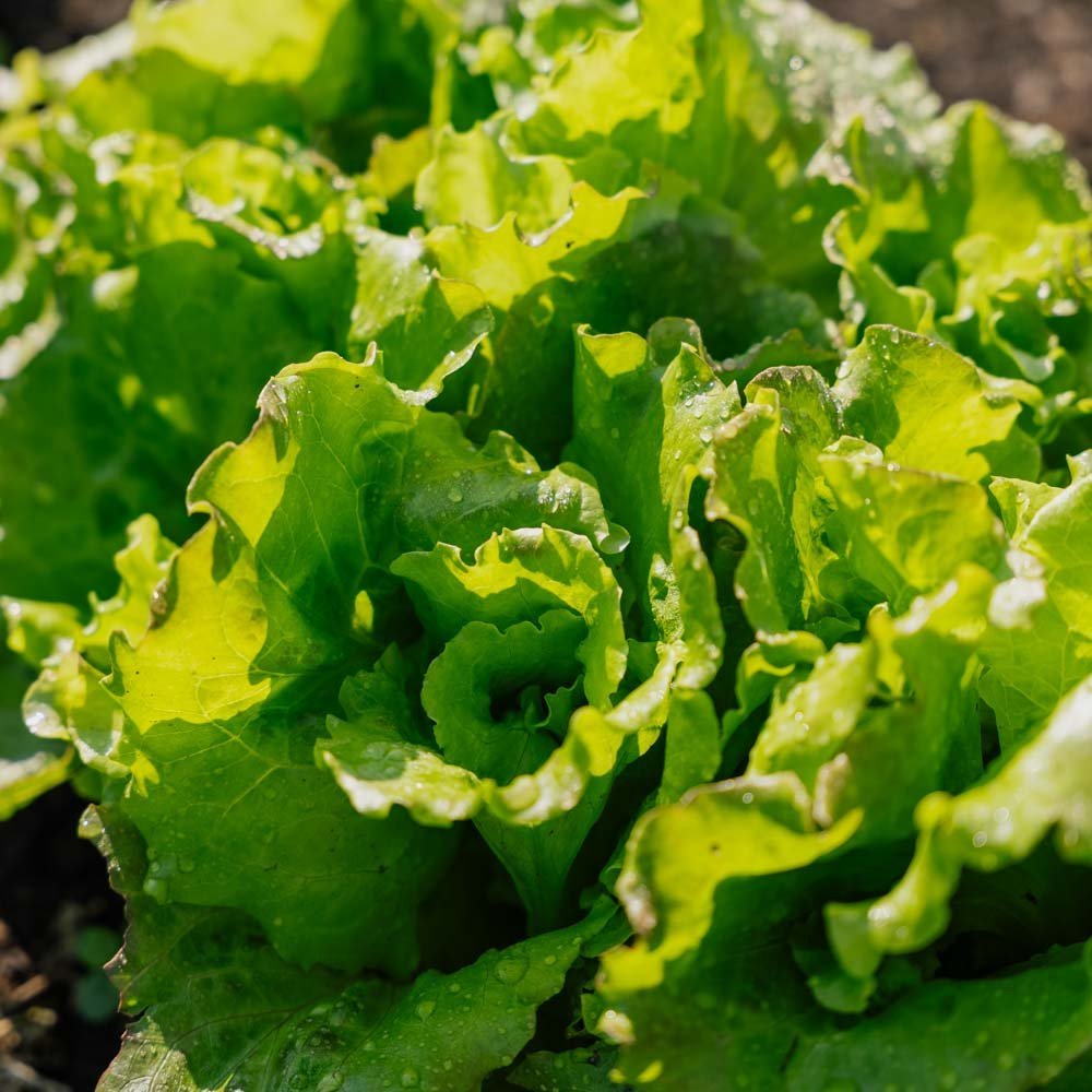 Bataviasalat Samen 'Maravilla de Verano' - 200 Biosamen