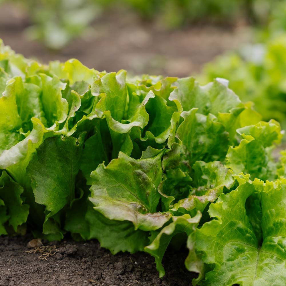 Bataviasalat Samen 'Maravilla de Verano' - 200 Biosamen