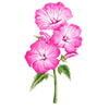 Blumensamen