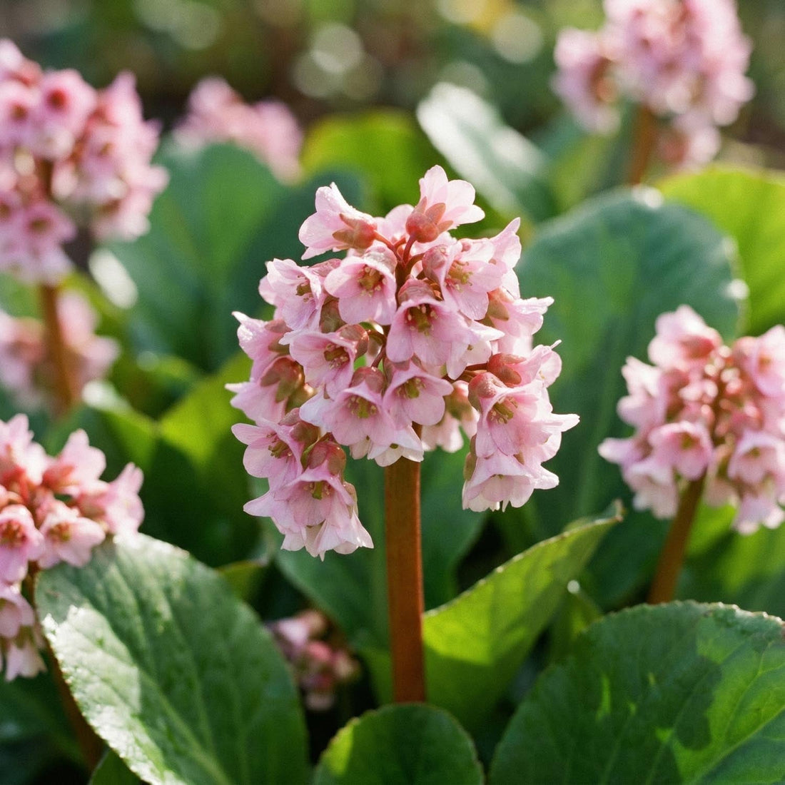 Bergenie, Bergenia 'Baby Doll'