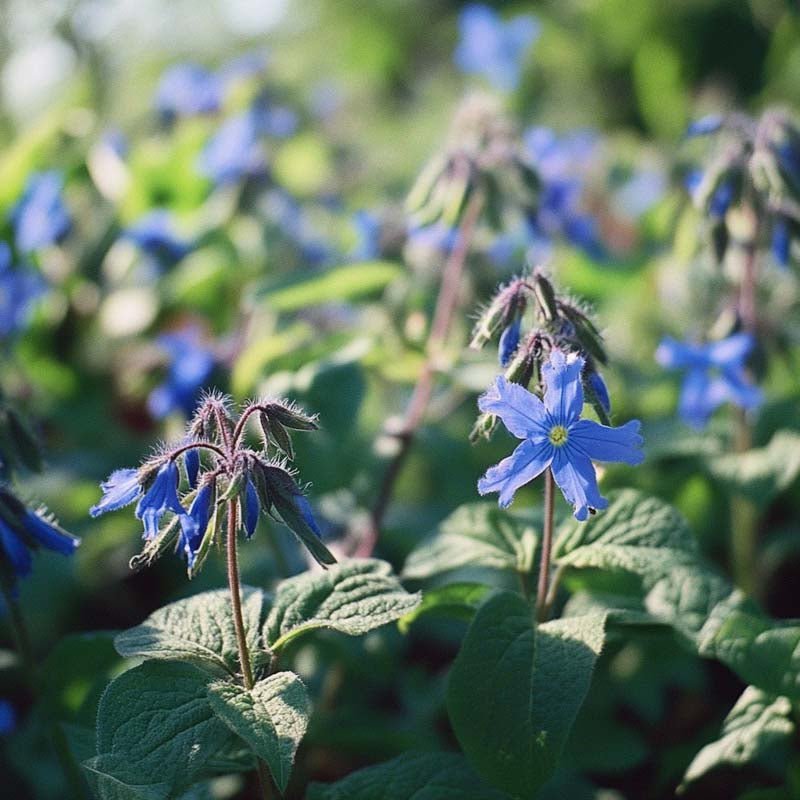 Blå hjulkrone frø - 50 Økologiske Frø