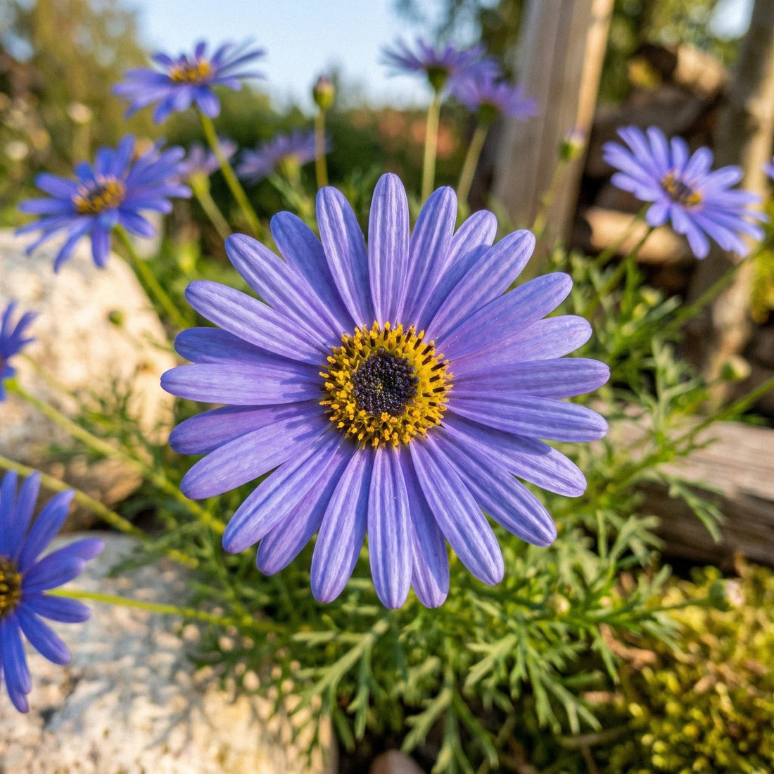Blaues Gänseblümchen Samen 'Swan River Daisy' - 150 Bio-Samen