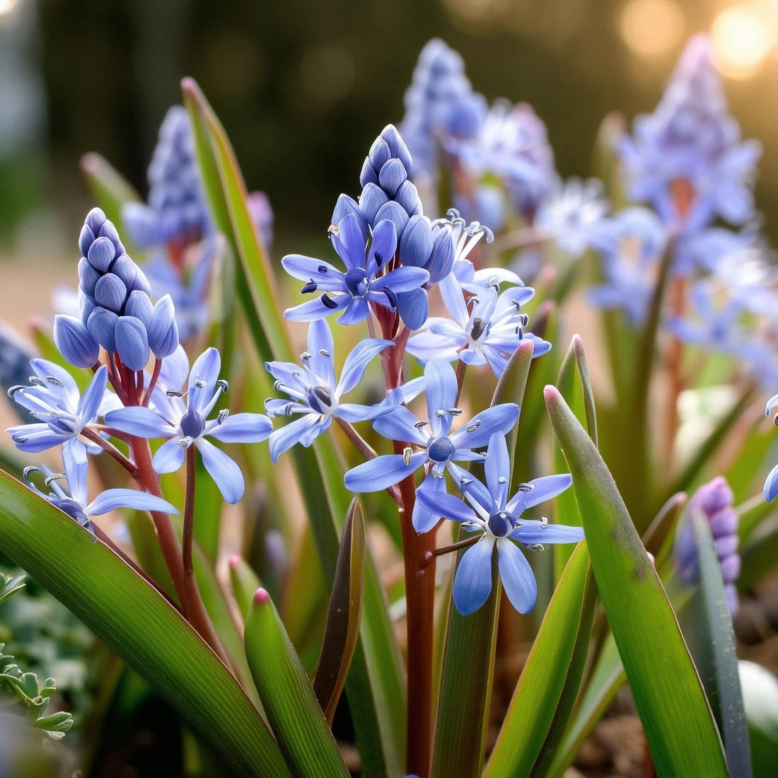 Blausterne, Scilla 'Bifolia'