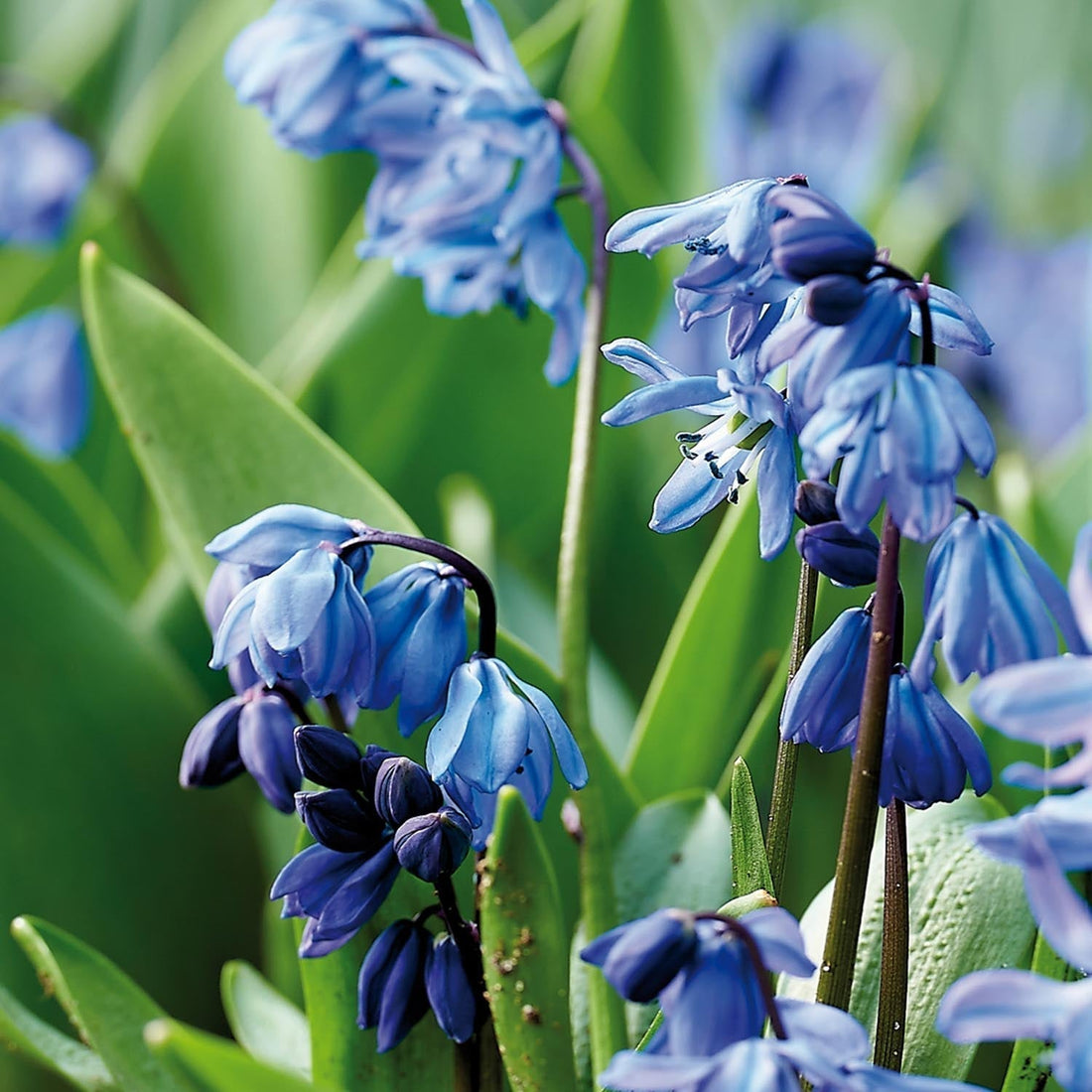 Blausterne, Scilla 'Siberica'