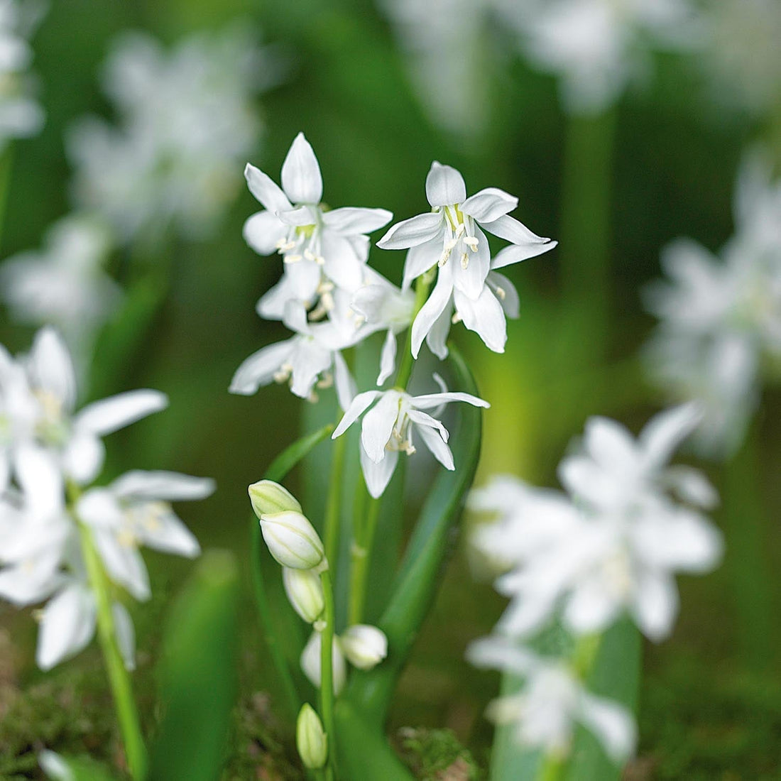 Blausterne, Scilla 'Siberica Alba'