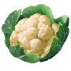 Blumenkohl