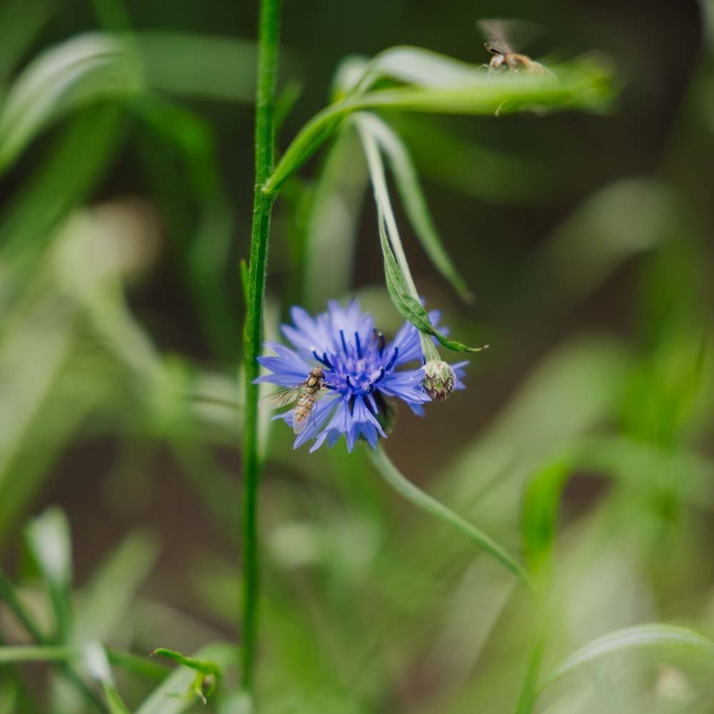 Blumenmischung 'Beemix' (50 m²)