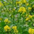Blumenmischung 'Beemix' (50 m²)