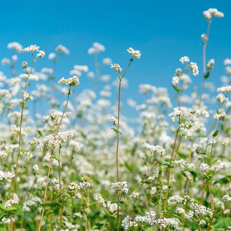 Blumenmischung 'Field margin mixture' (50 m²)